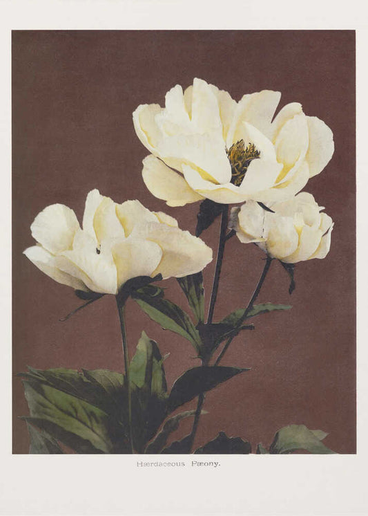 Hærdaceous Peony - XL Poster