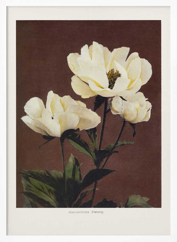 Hærdaceous Peony - XL Poster