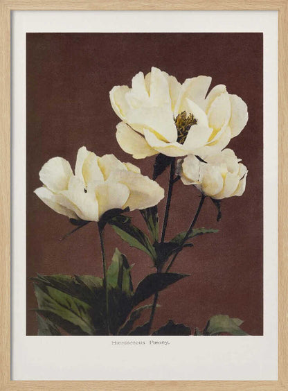 Hærdaceous Peony - XL Poster