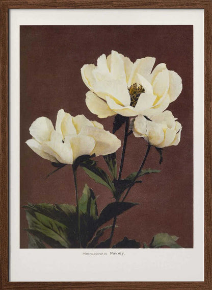 Hærdaceous Peony - XL Poster