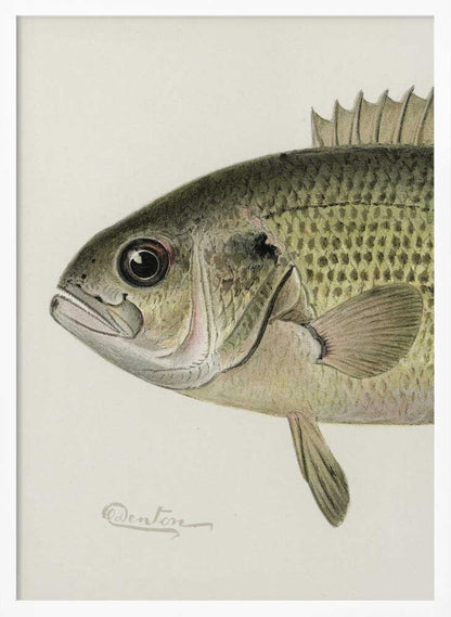 Rock Bass Crop - XL Poster