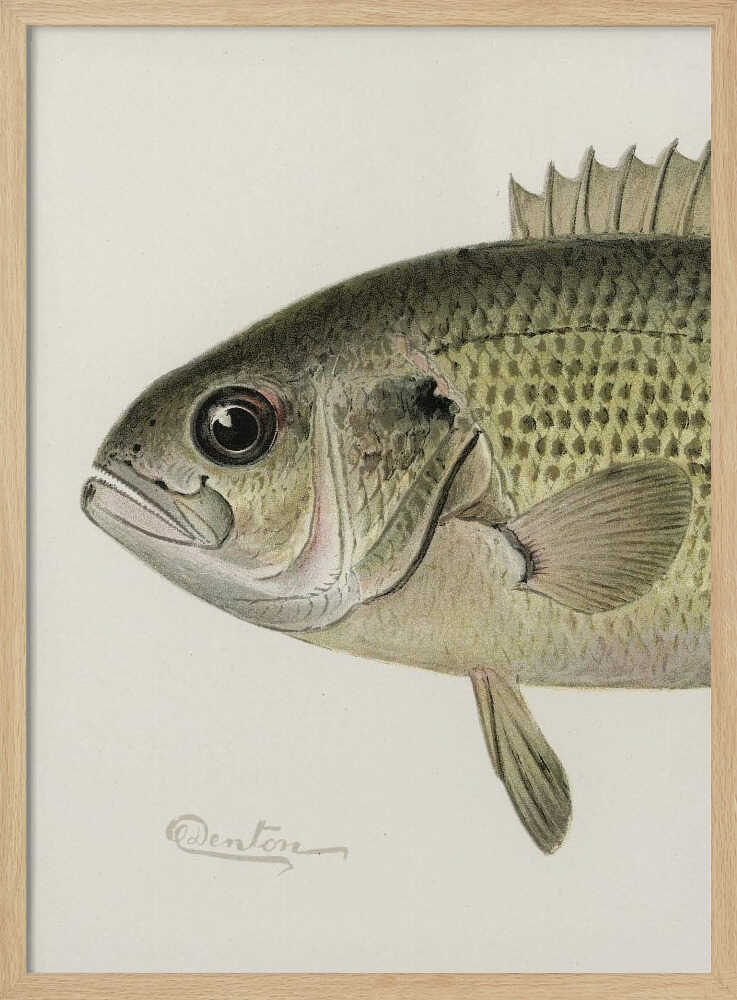 Rock Bass Crop - XL Poster