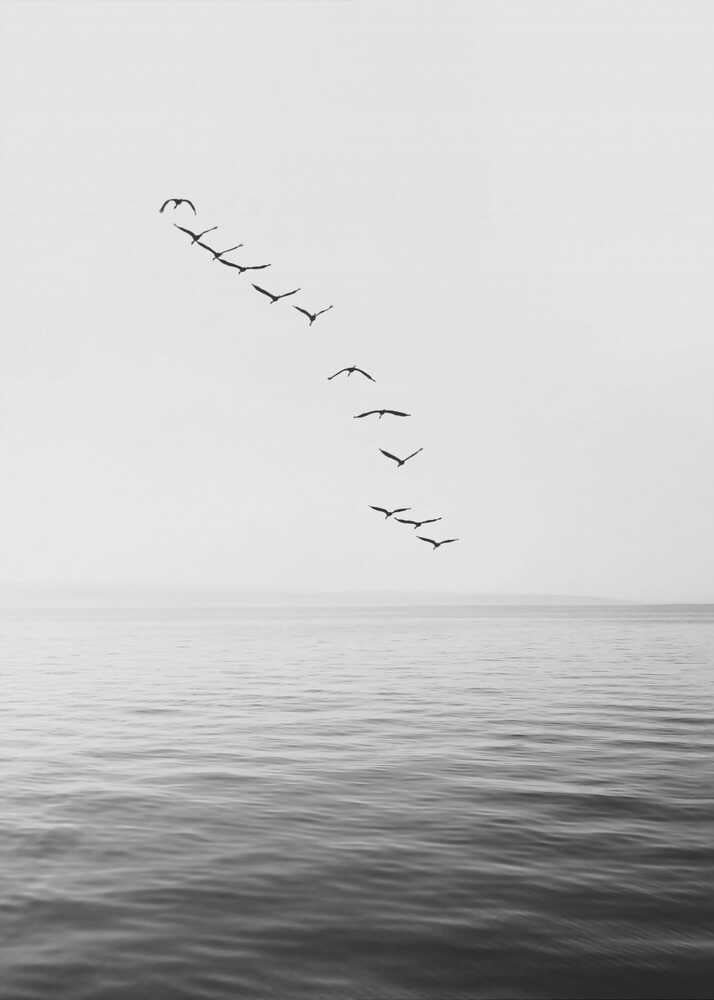 Flying Birds - XL Poster