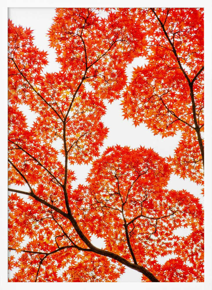 Fiery Autumn Maples - XL Poster