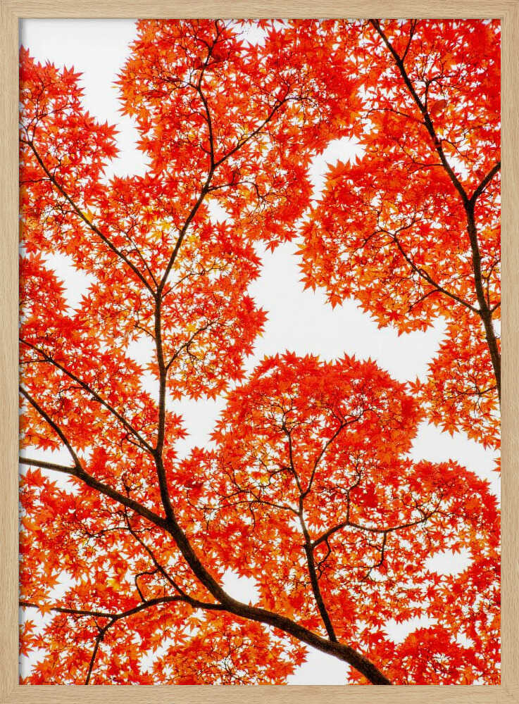 Fiery Autumn Maples - XL Poster