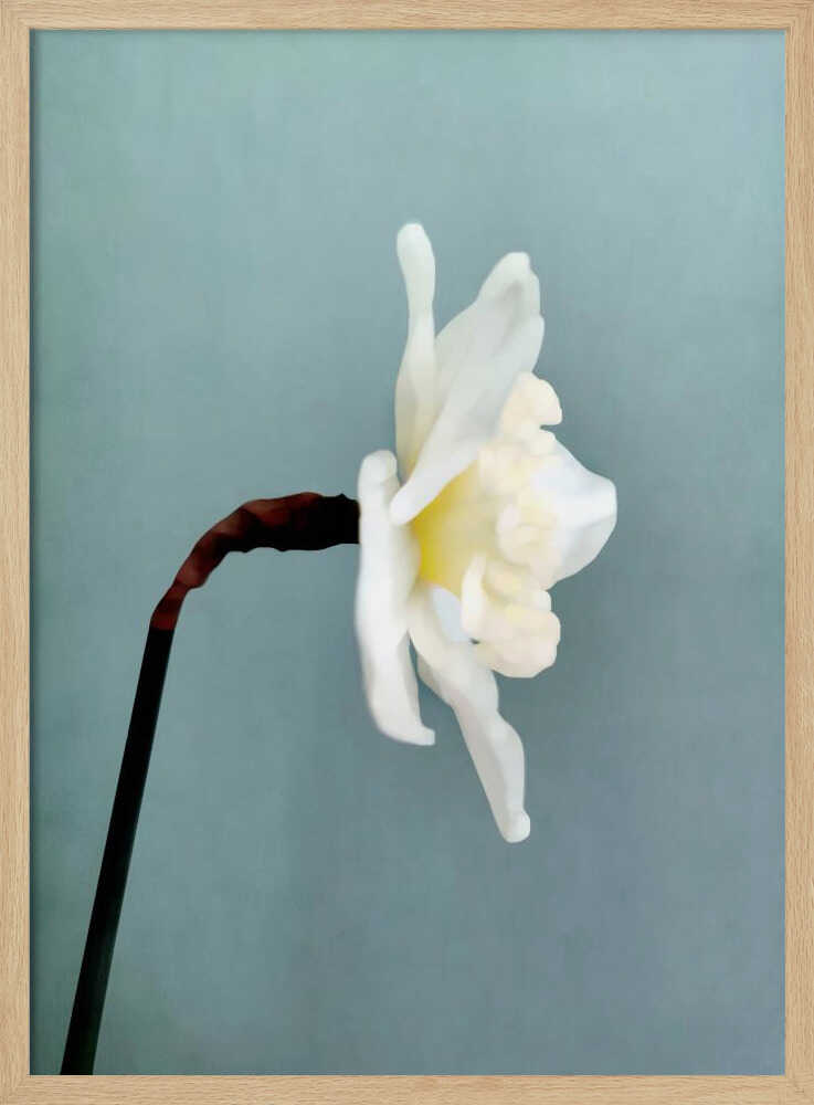 Soft White Daffodil - XL Poster