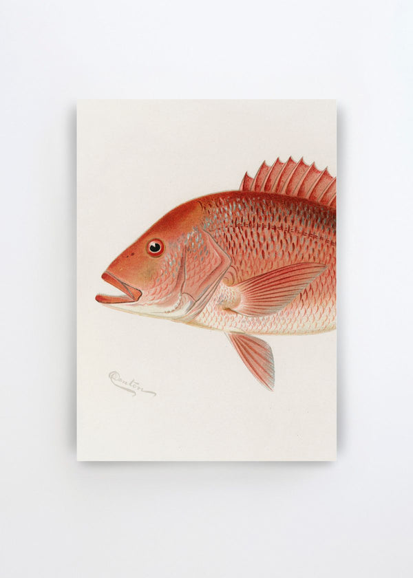 Red snapper