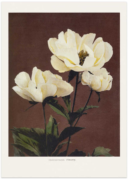 Hærdaceous Peony - XL Poster