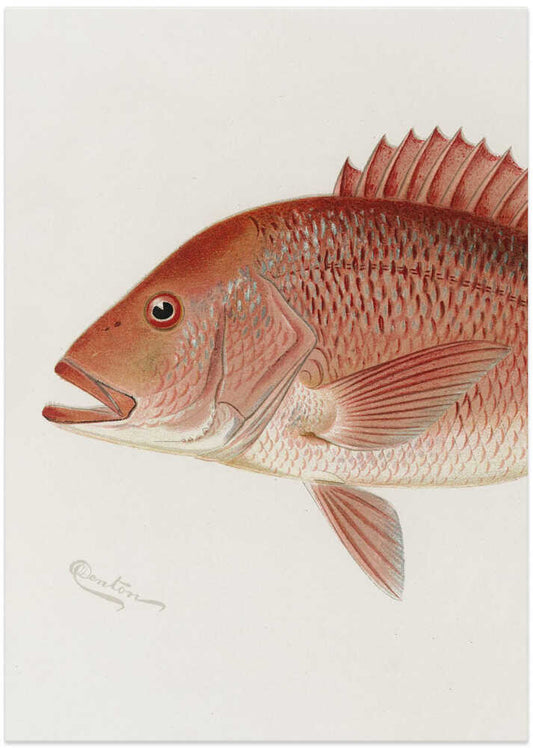 Red Snapper - XL Poster